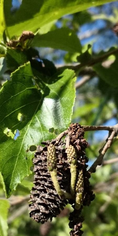 Alnus x spaethii fruit