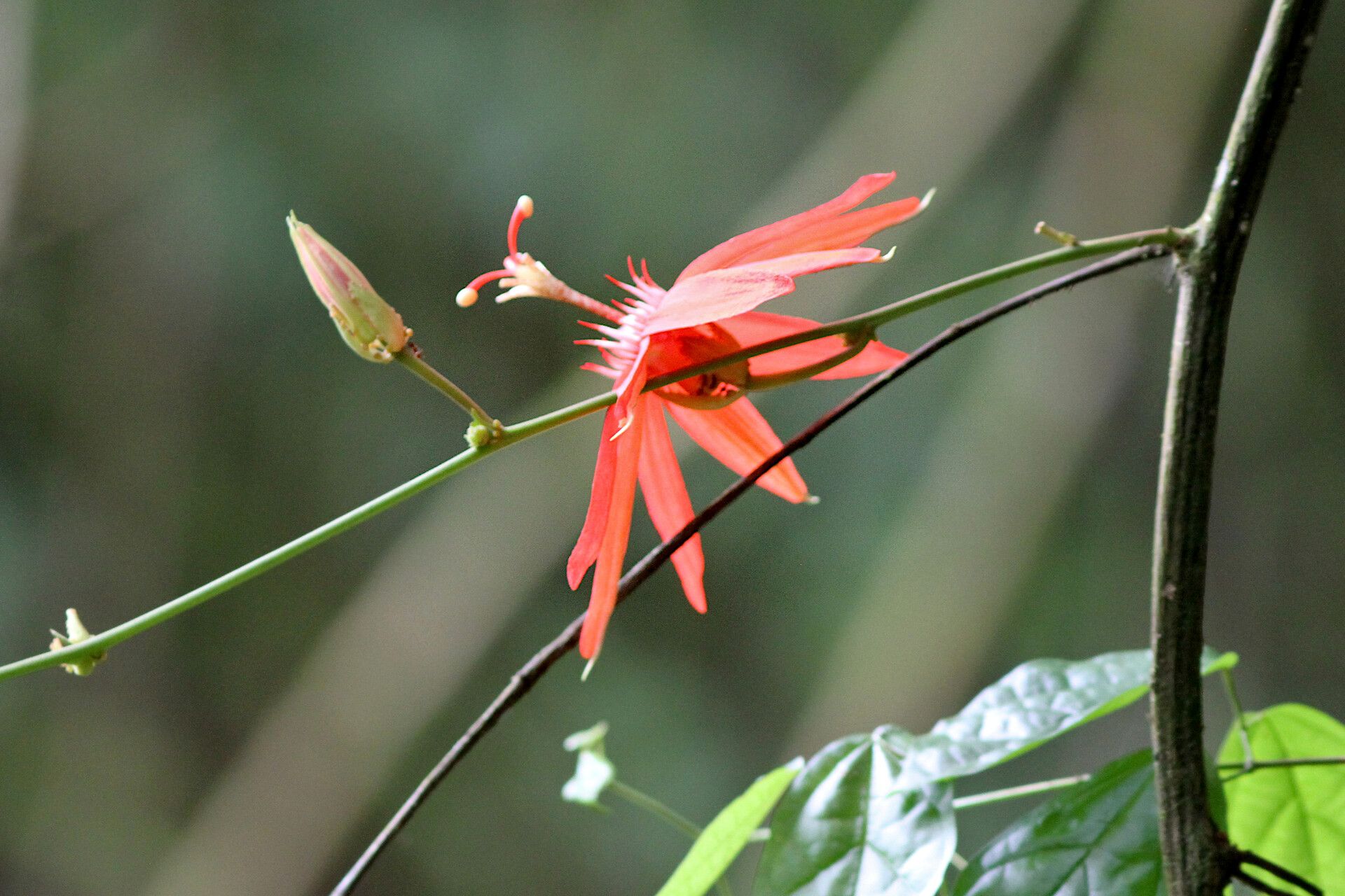 Passiflora quadriglandulosa flower
