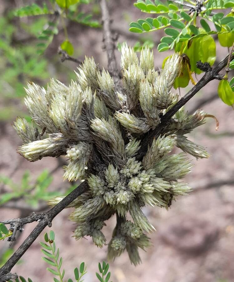Tillandsia bryoides habit