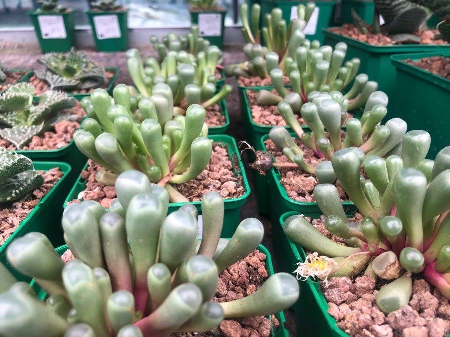 Fenestraria rhopalophylla leaf