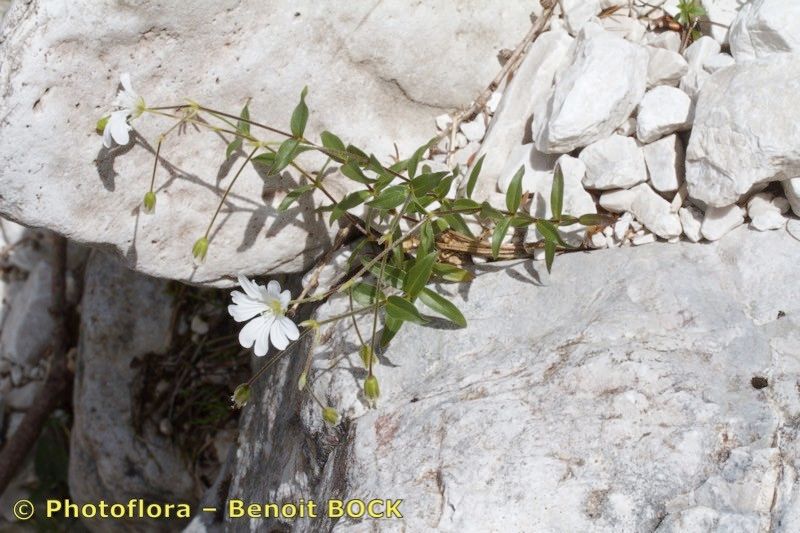 Cerastium carinthiacum habit