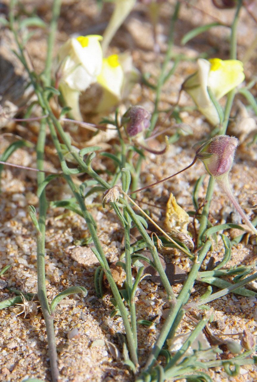 Kickxia aegyptiaca other