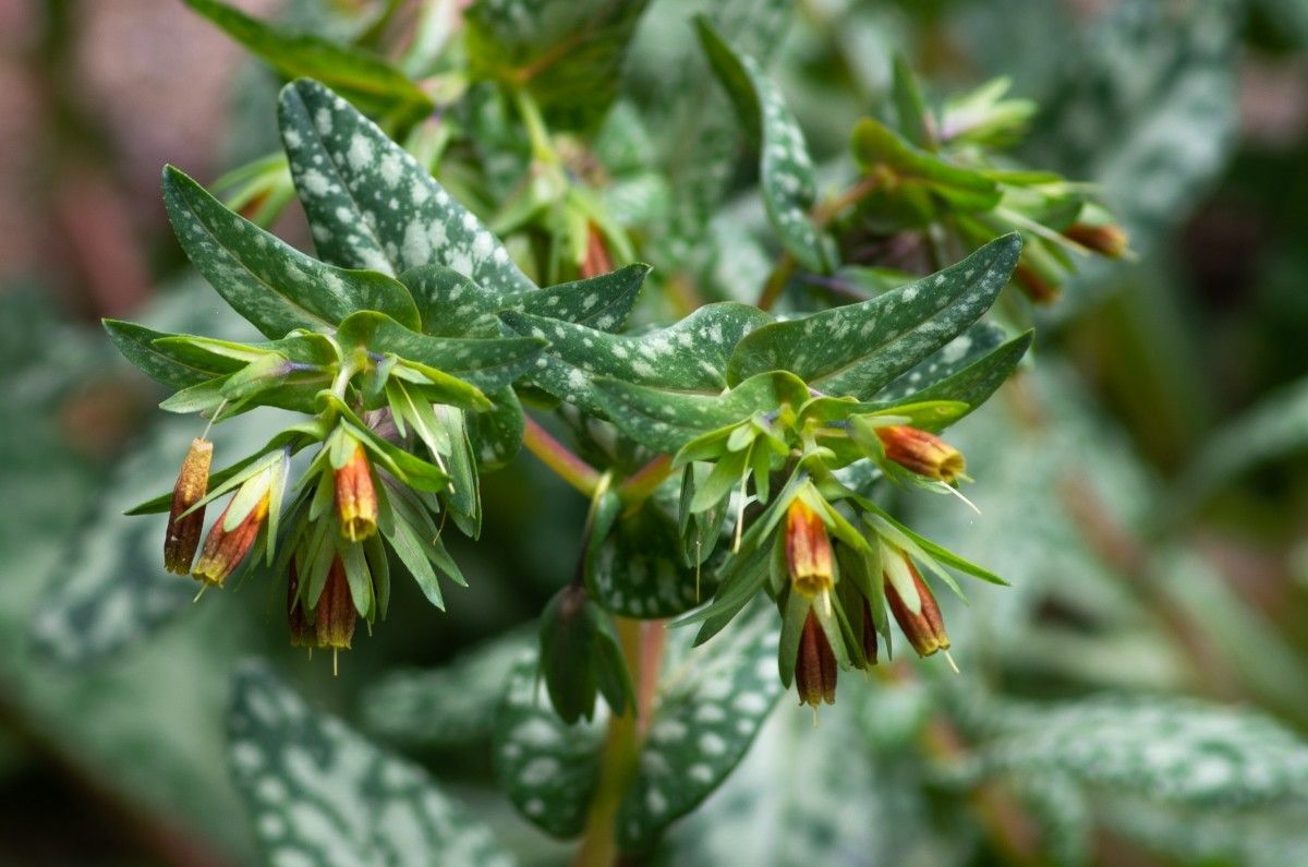 Cerinthe tenuiflora flower