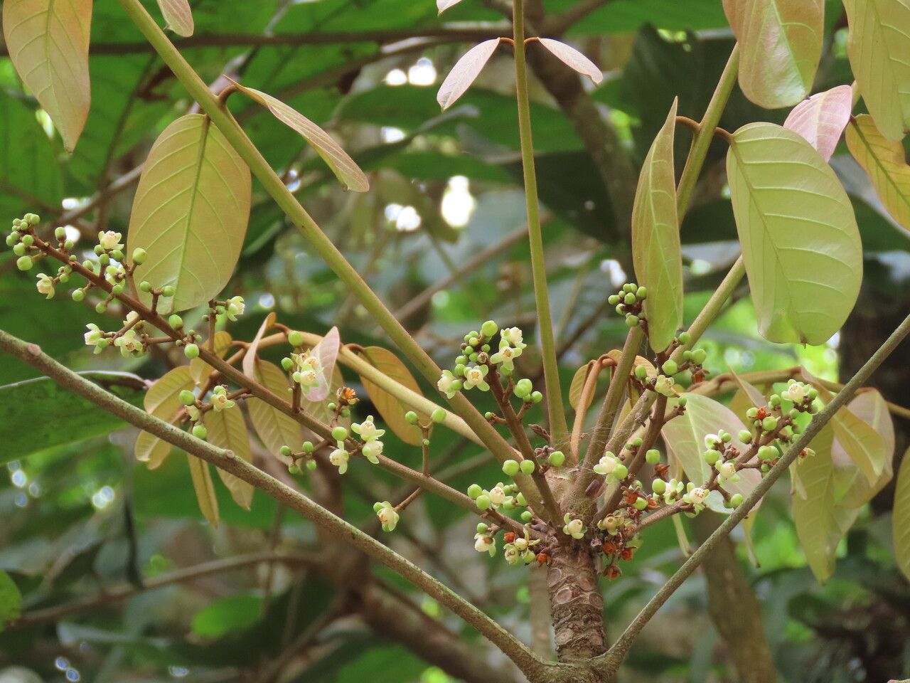 Carapa nicaraguensis flower