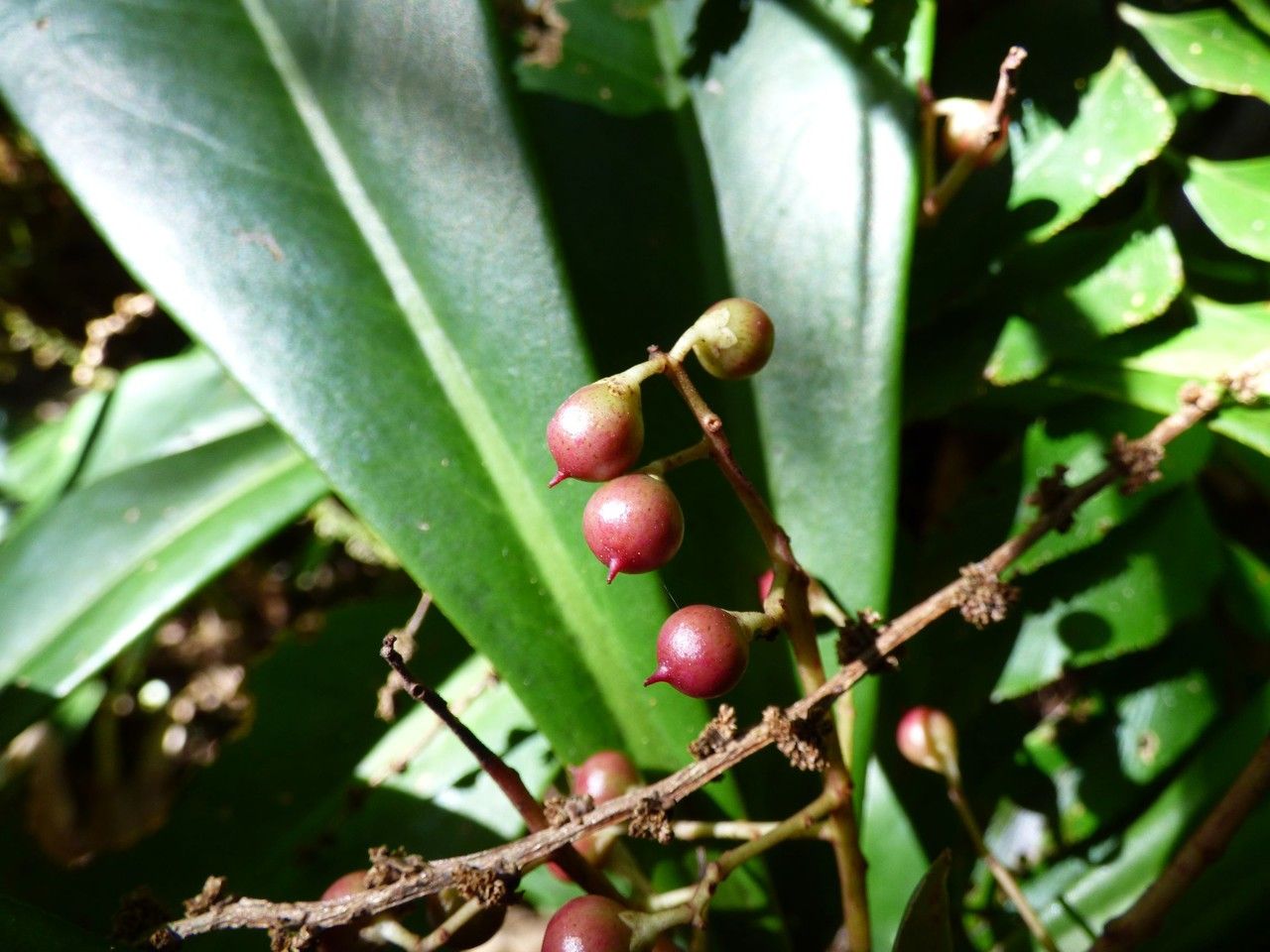 Badula barthesia fruit