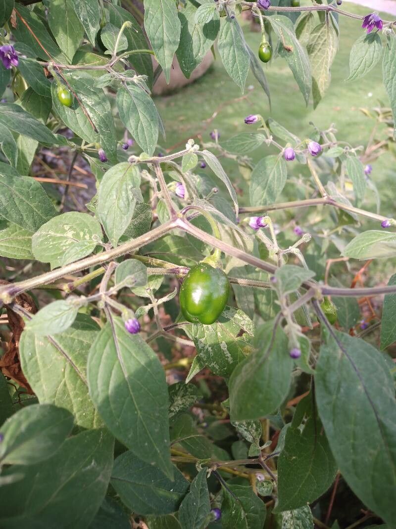 Capsicum pubescens fruit