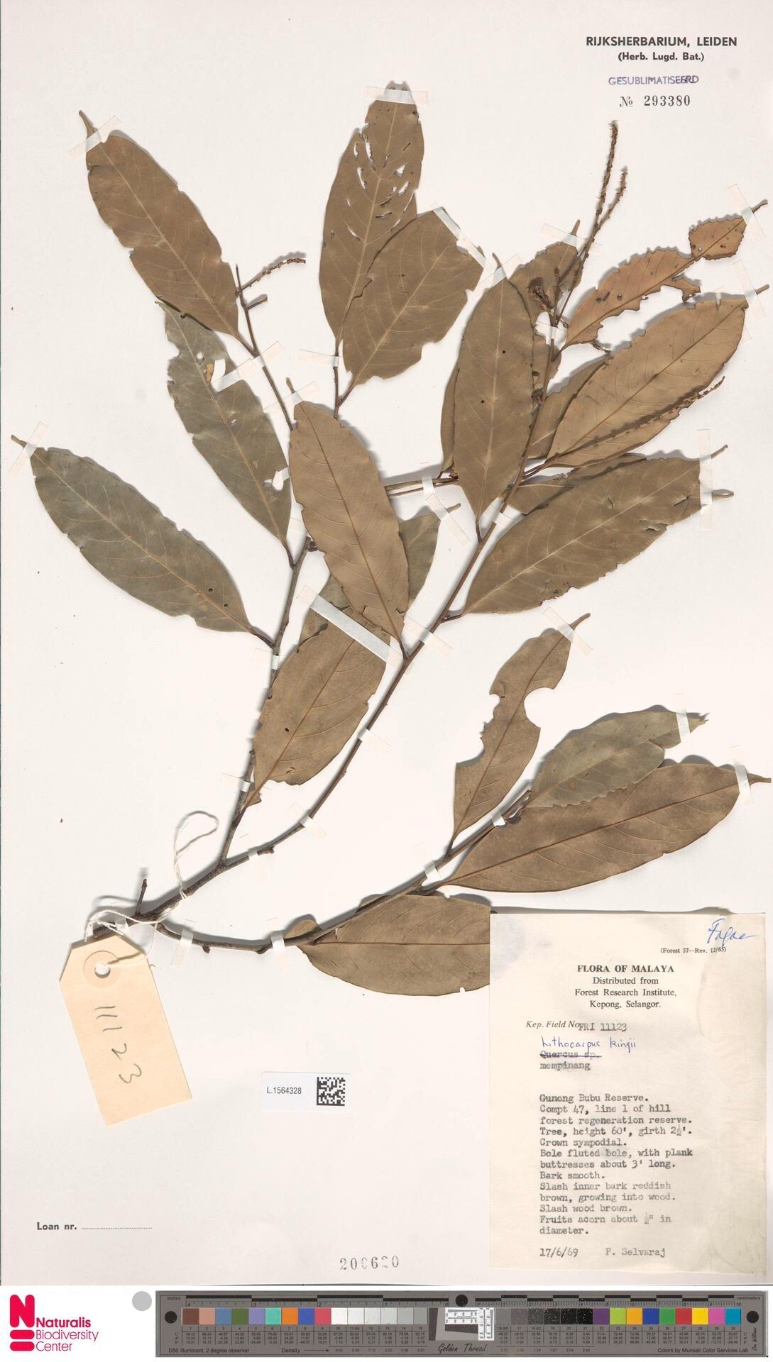 Lithocarpus perakensis — houseplant care guide