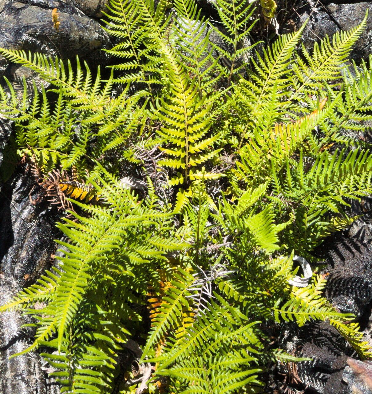Pityrogramma calomelanos leaf