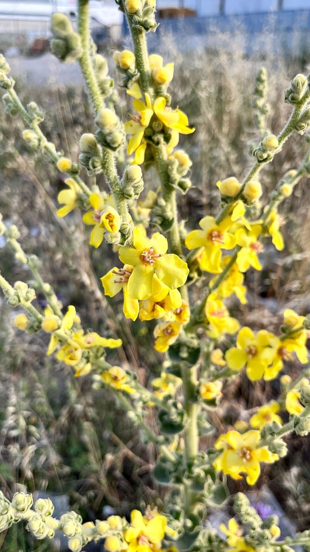 Verbascum dentifolium flower
