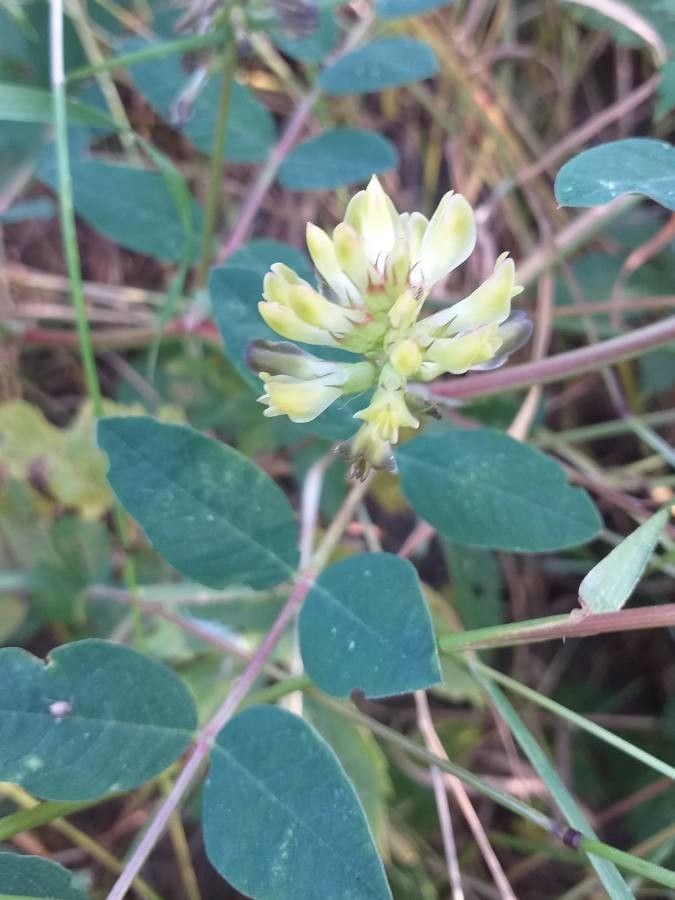 Astragalus glycyphyllos flower