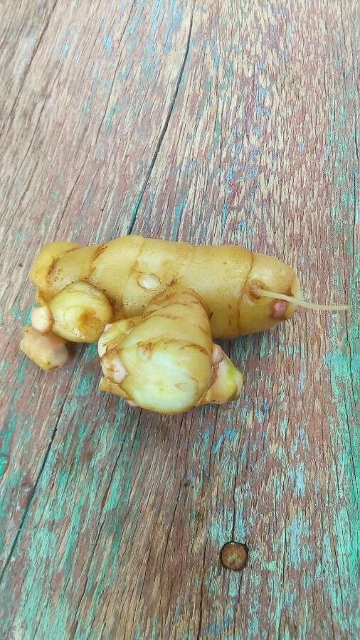 Curcuma zedoaria fruit