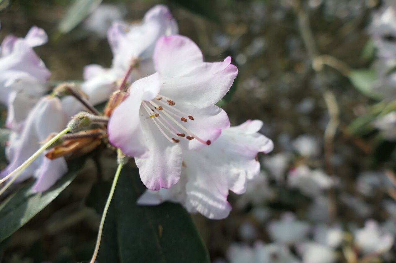 Rhododendron adenosum flower