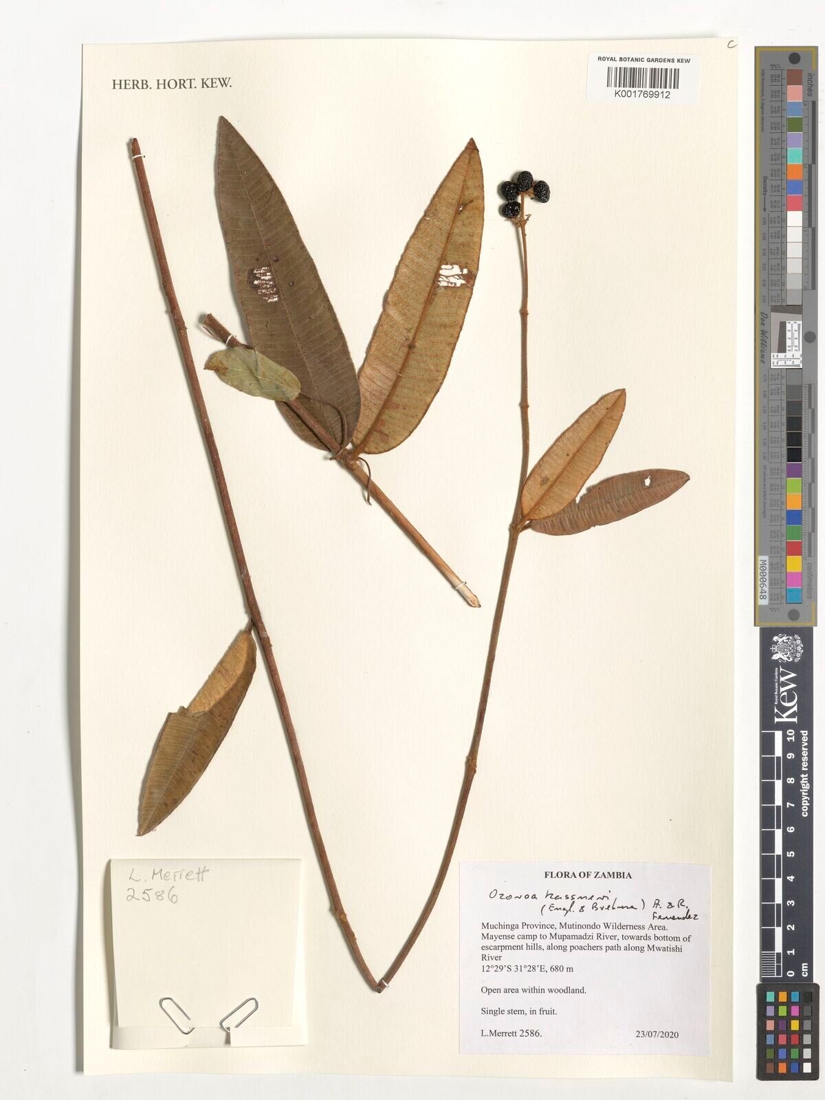 Ozoroa kassneri — search result for 'Ozoroa'