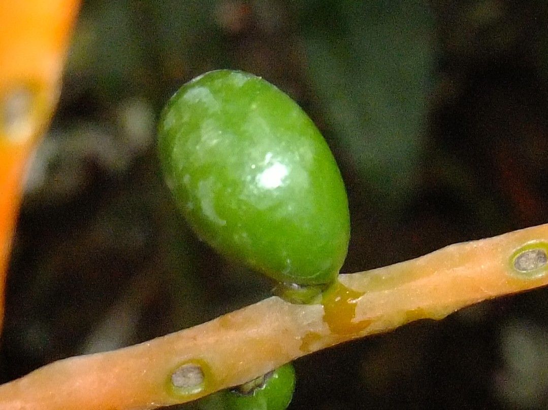 Chamaedorea oblongata fruit
