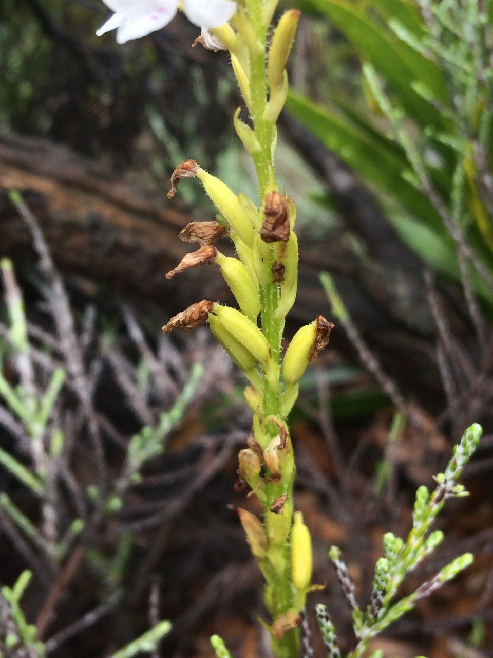 Cynorkis breviplectra fruit