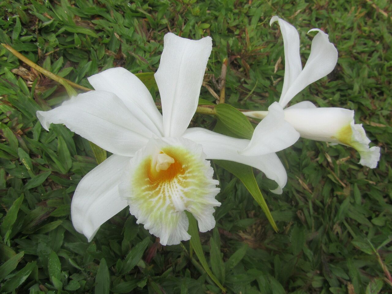 Sobralia chrysostoma flower