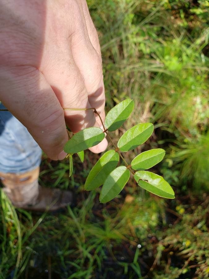 Galactia elliottii leaf