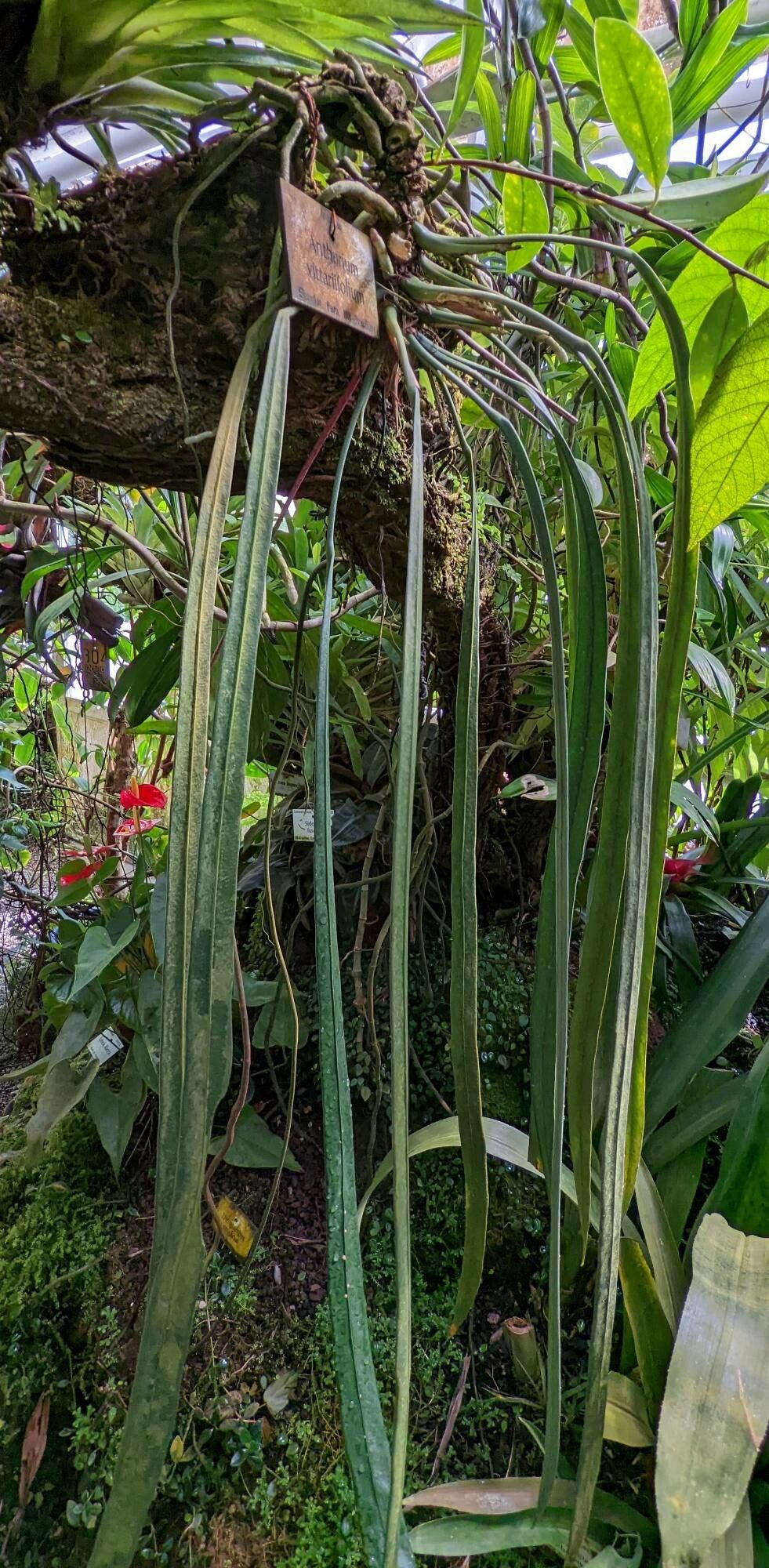 Anthurium vittariifolium habit