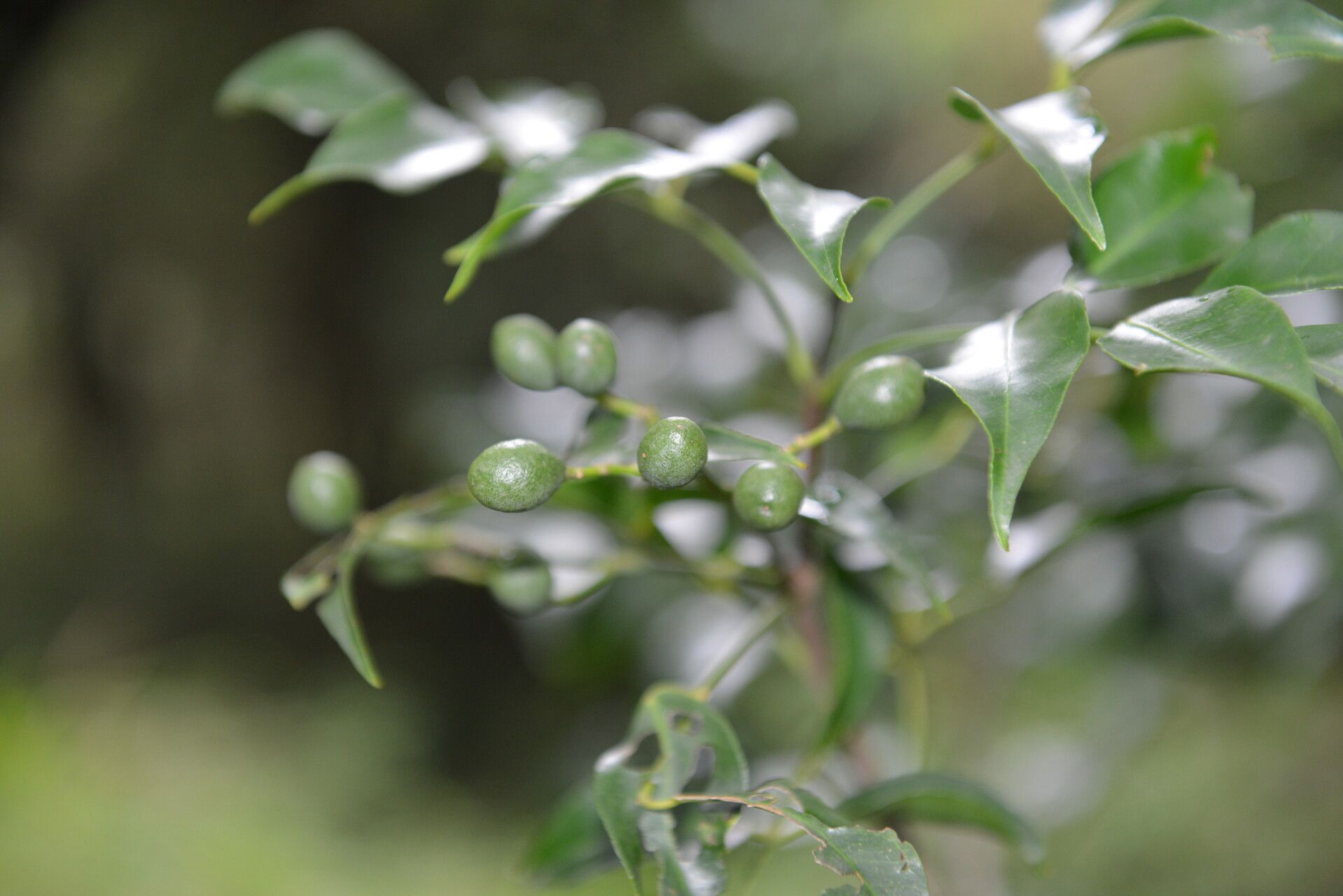 Amyris balsamifera fruit