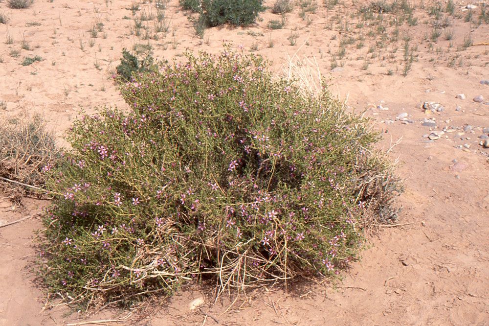 Fagonia harpago habit