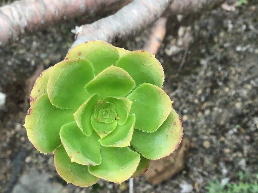 Aeonium manriqueorum — search result for 'Aeonium'