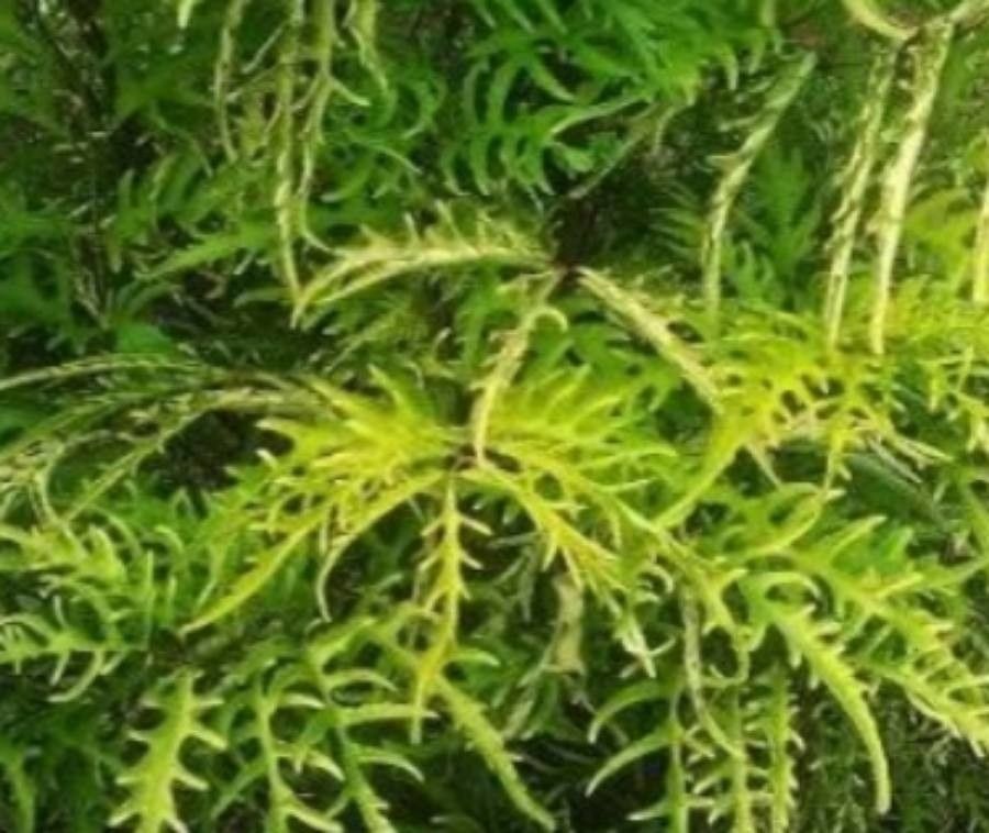 Polyscias filicifolia leaf