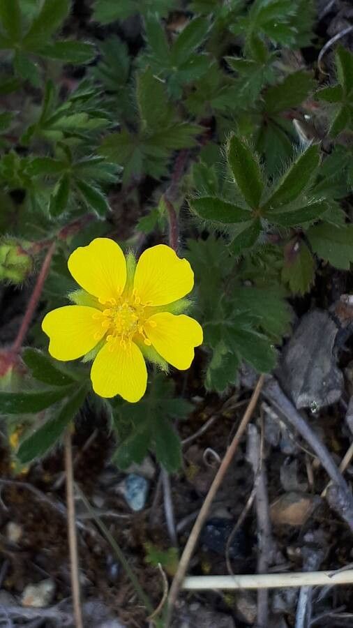 Potentilla verna flower