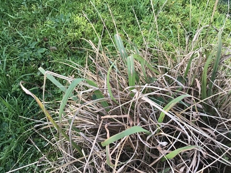 Carex prairea — houseplant care guide