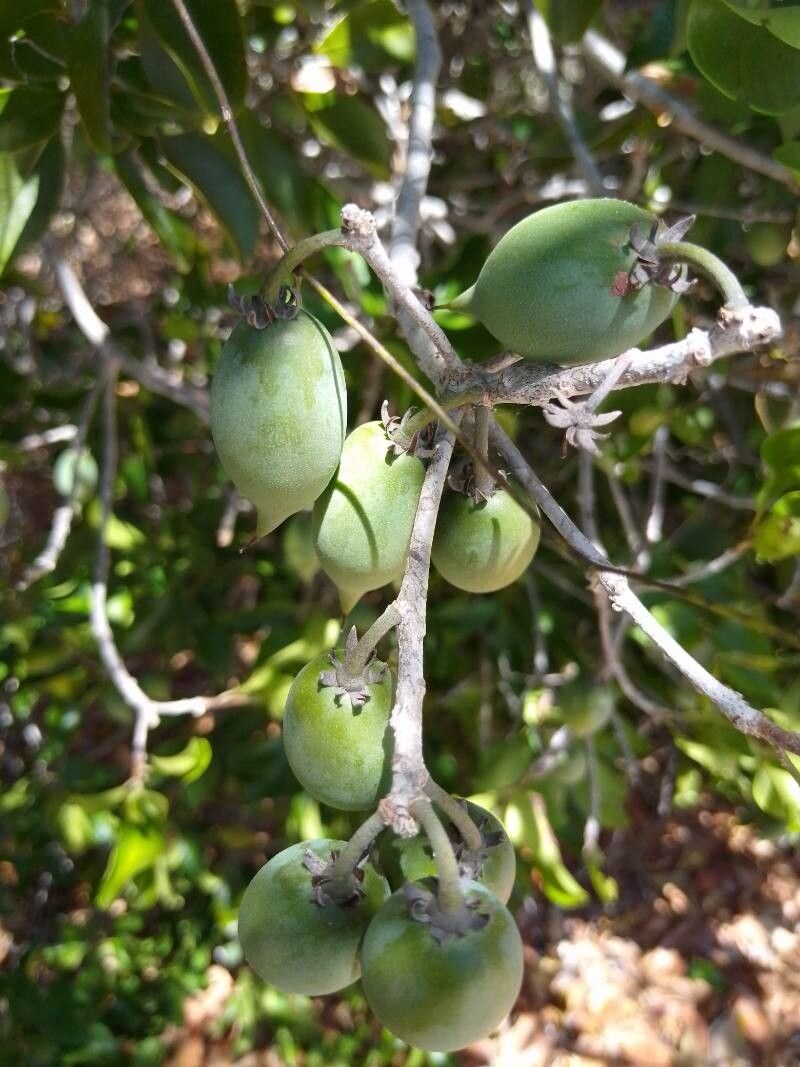 Mimusops capuronii fruit