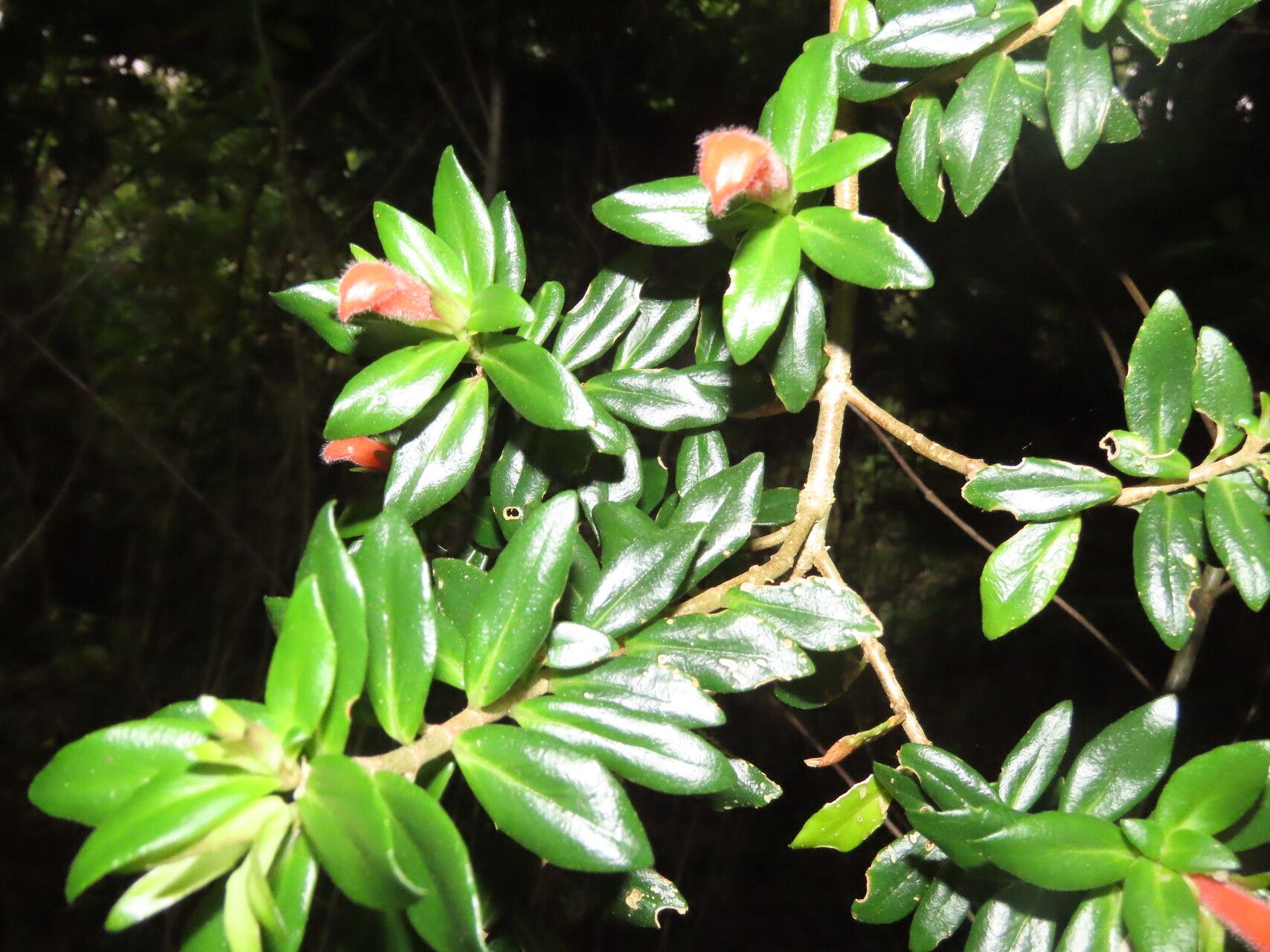 Columnea glabra — search result for 'Columnea'