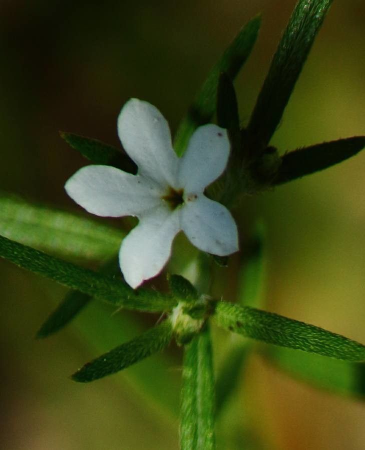 Heliotropium tenellum flower