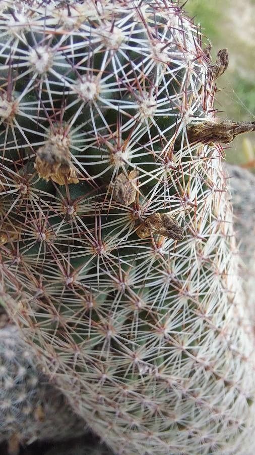 Escobaria vivipara leaf
