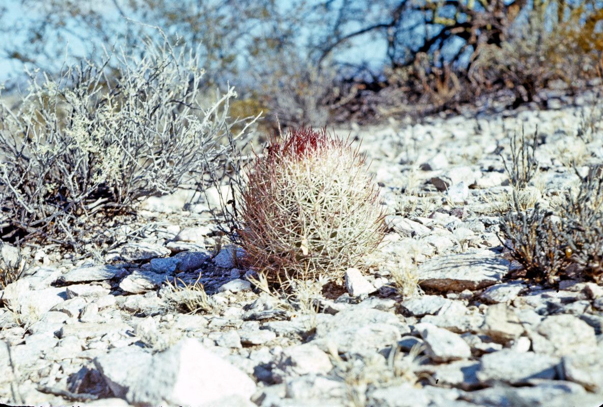 Sclerocactus johnsonii bark