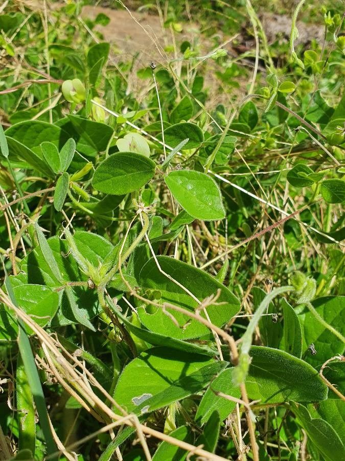 Macrotyloma uniflorum — houseplant care guide