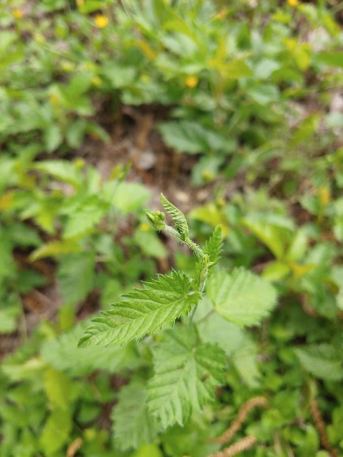 Tragia urticifolia leaf