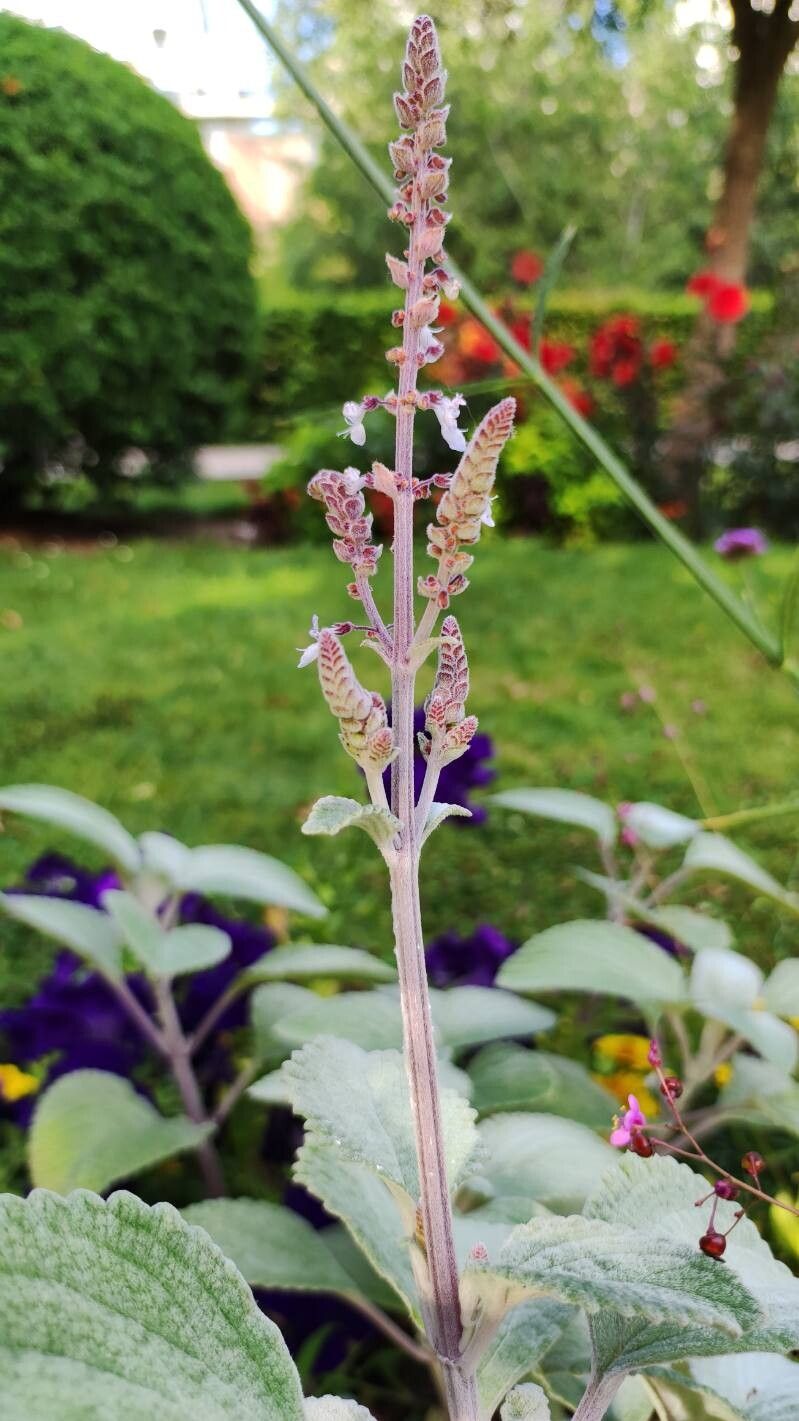 Coleus argentatus flower