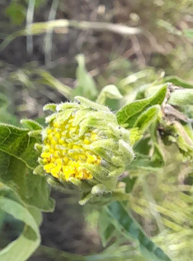 Simsia dombeyana flower
