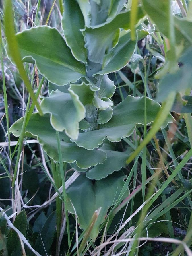 Bonatea steudneri — related species from the same genus