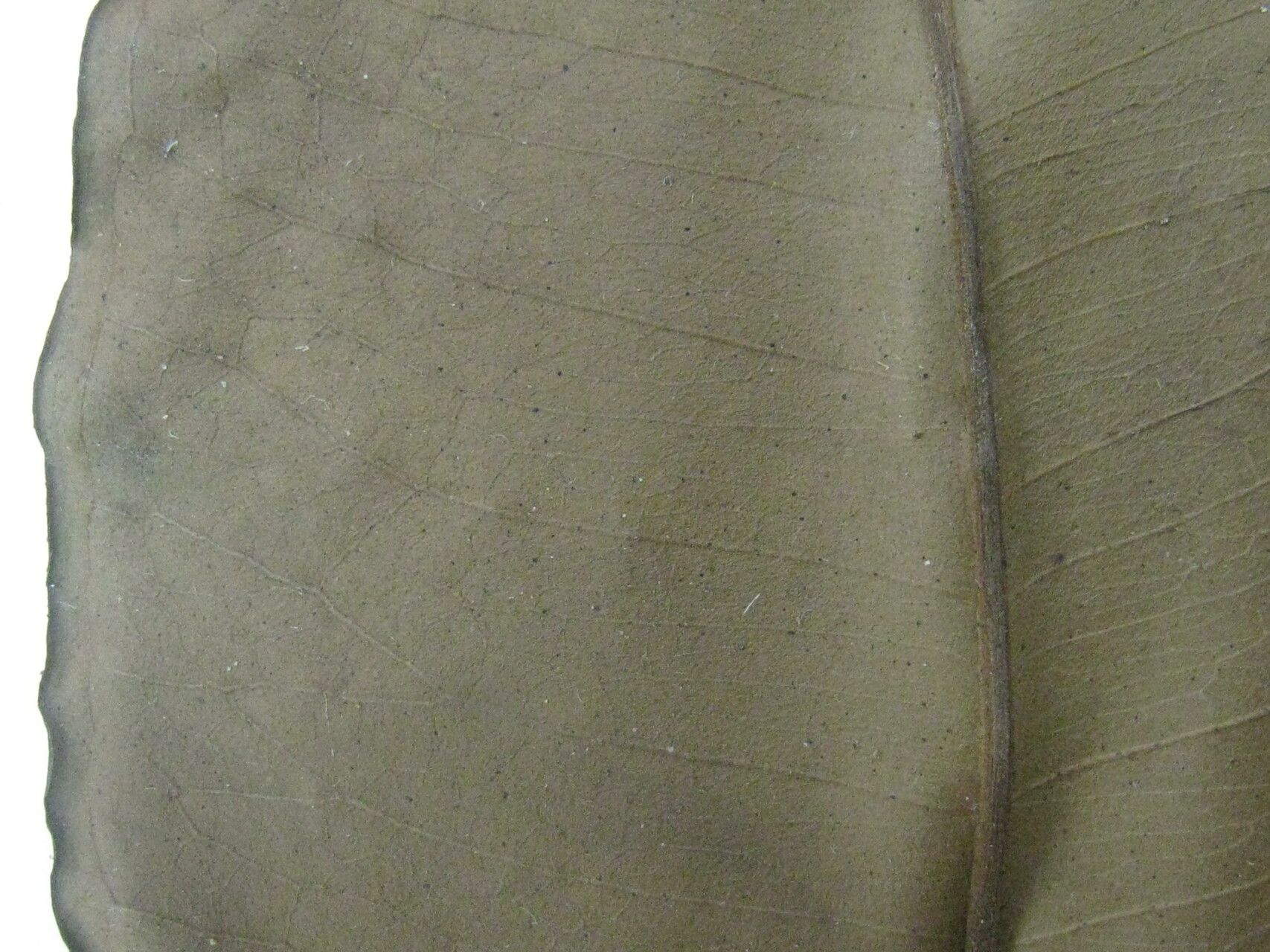 Eugenia polystachya other