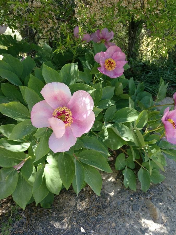 Paeonia coriacea habit