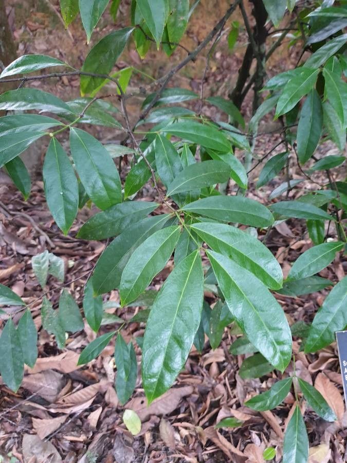 Phaleria capitata leaf