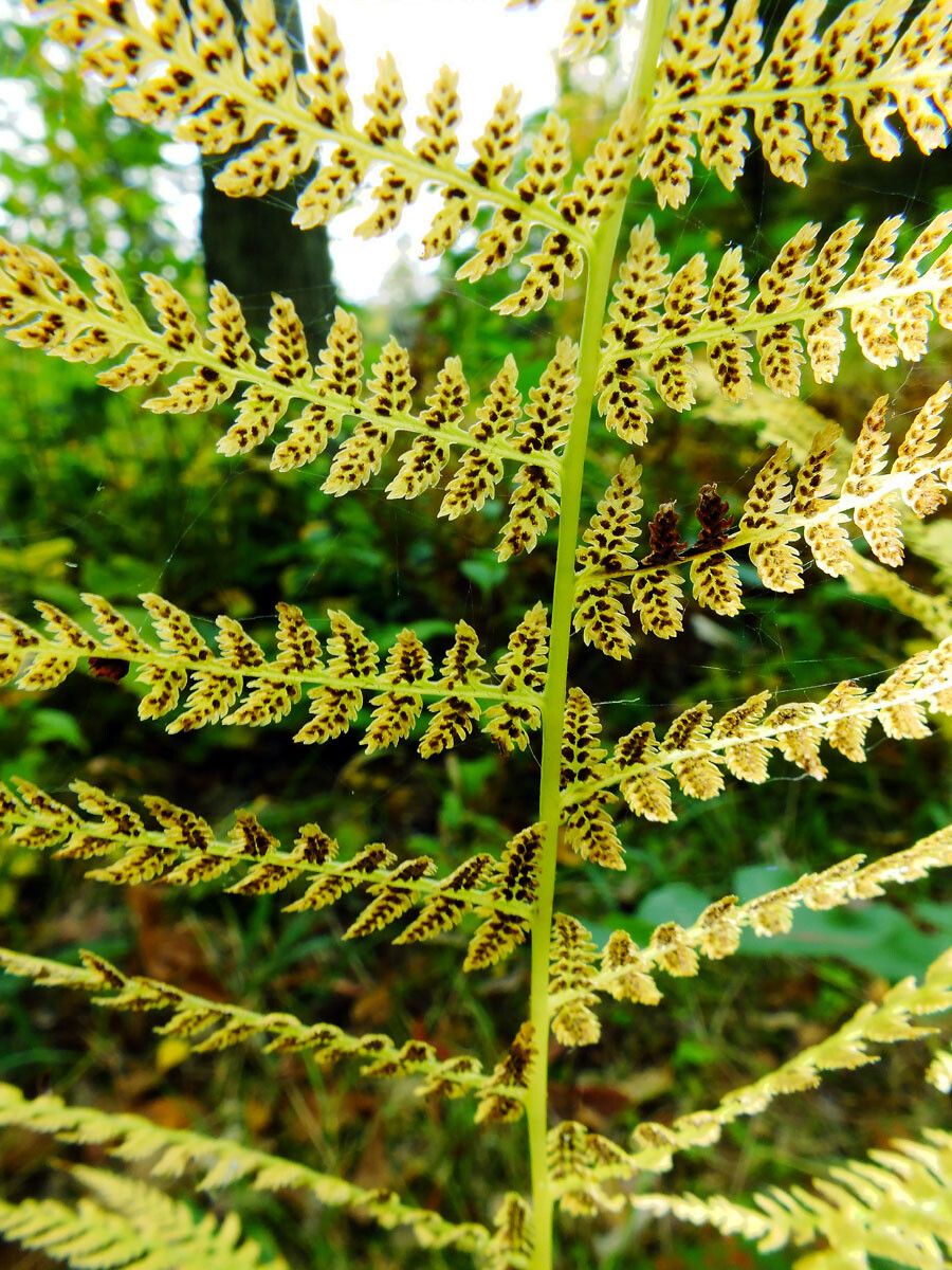 Athyrium distentifolium fruit