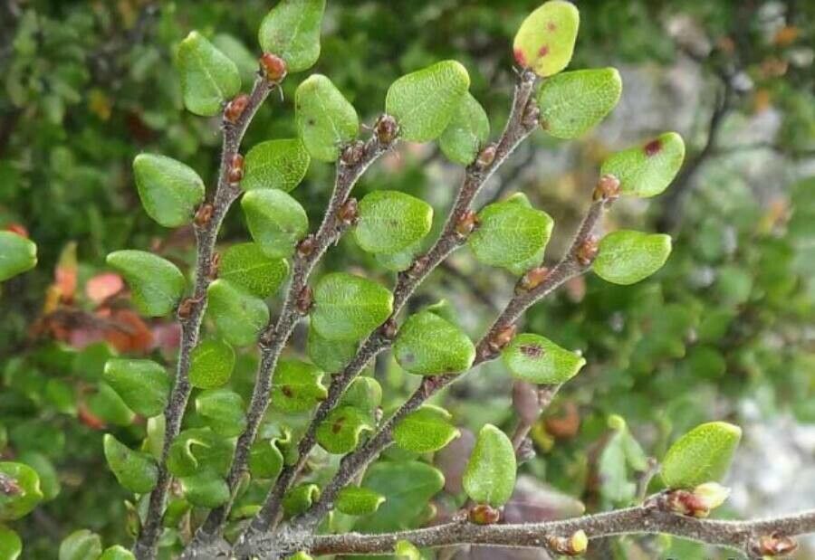Nothofagus solandri leaf