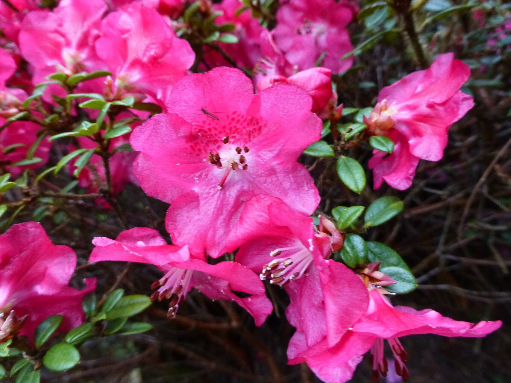 Rhododendron dendrocharis flower