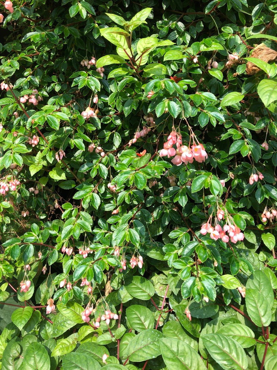 Begonia fuchsioides fruit