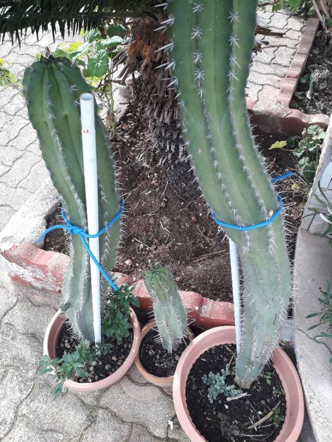 Stenocereus stellatus — houseplant care guide