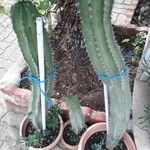 Stenocereus stellatus