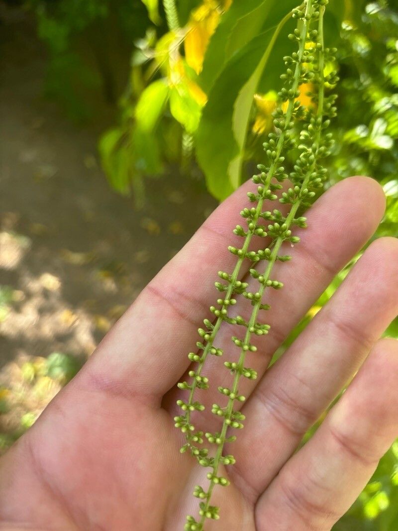 Itea yunnanensis fruit