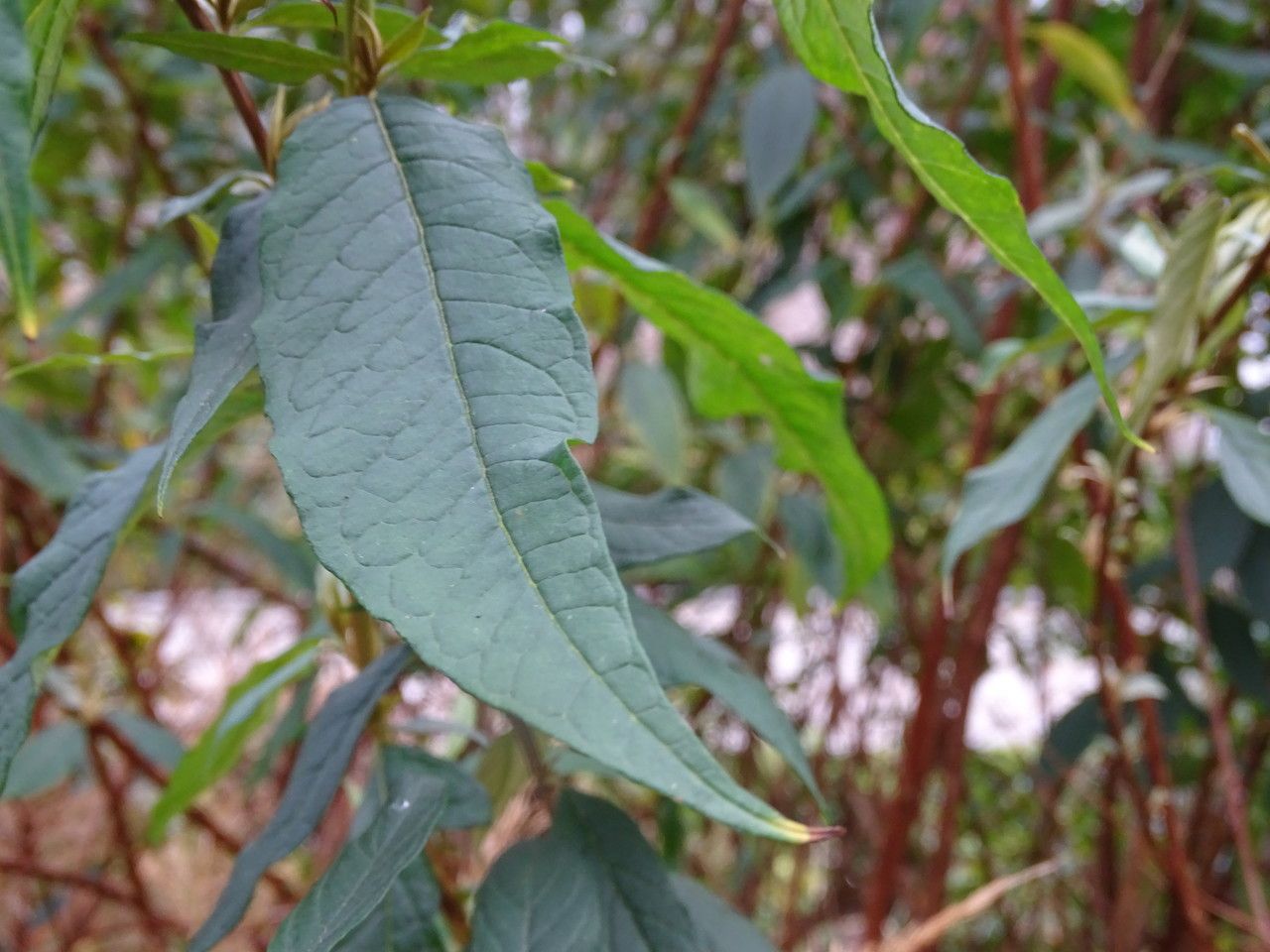 Buddleja lindleyana leaf