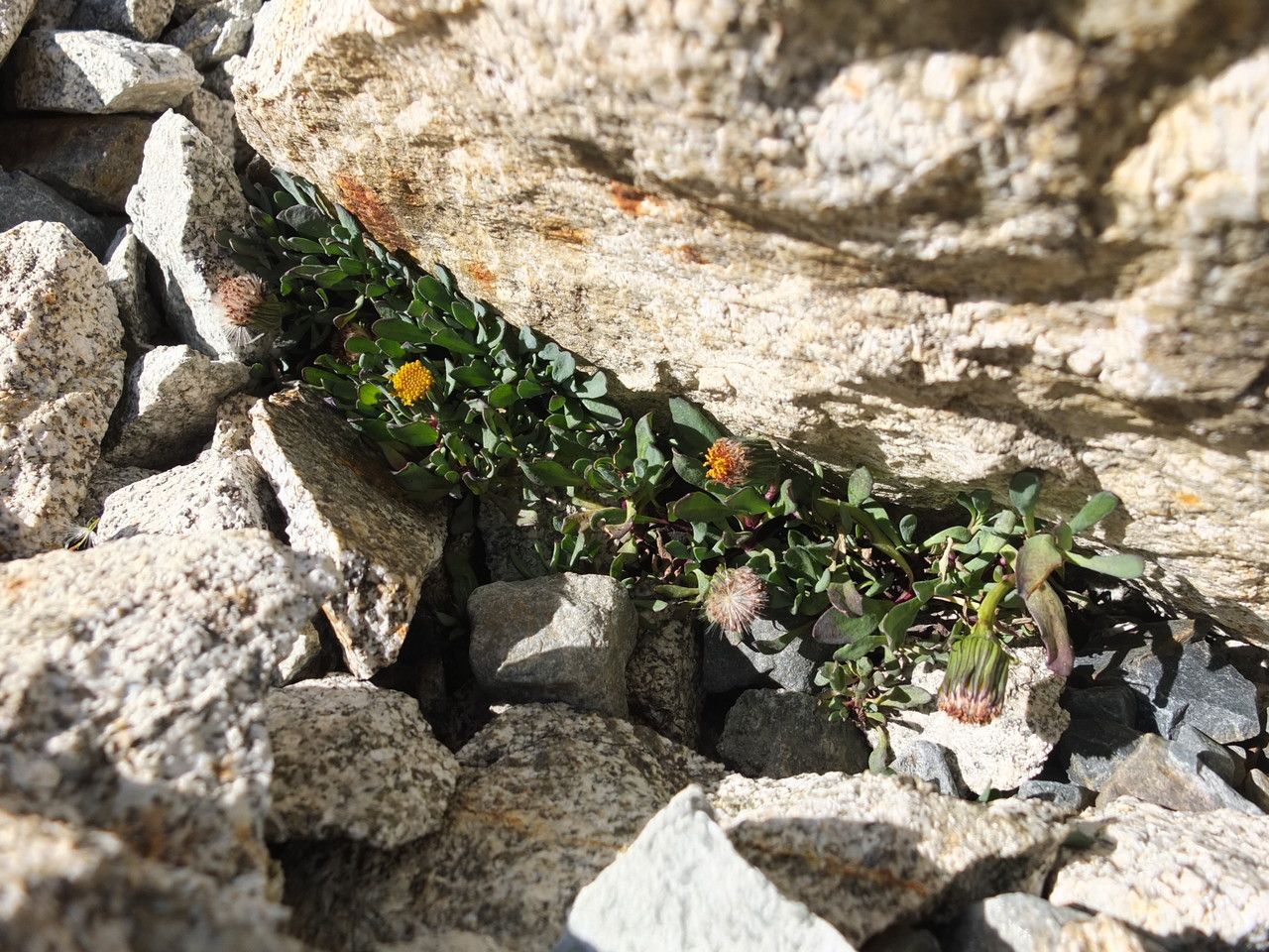 Senecio algens habit